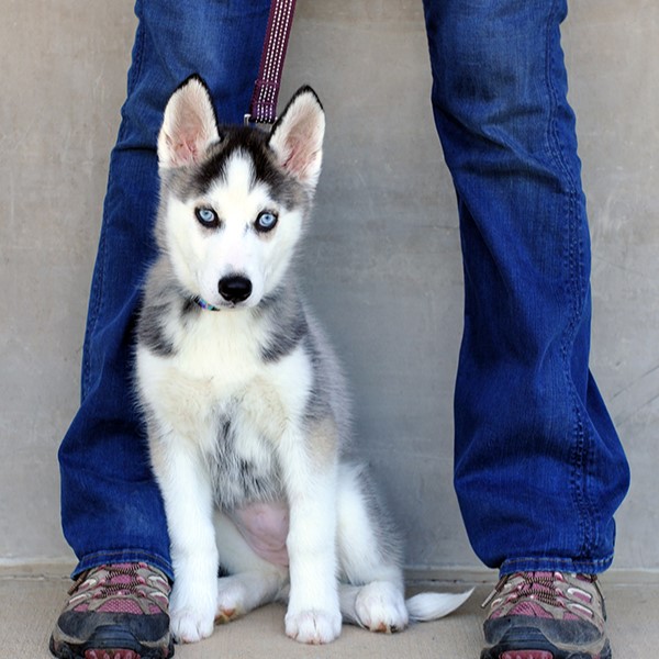 Puppy Obedience